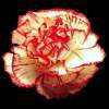 Flower - Digital Photography - By Sabrenia Palmer, Photo Photography Artist
