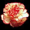 Flower - Digital Photography - By Sabrenia Palmer, Photo Photography Artist