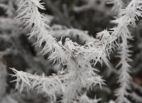 Nature - Winter In Sweedyland - Digital Camera