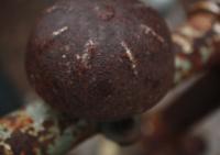 Rusty - Digital Camera Photography - By Jeanette Brodin, Photo Photography Artist