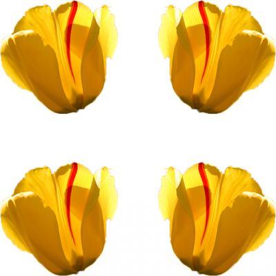 Og - Balanced Tulips - Photoshop