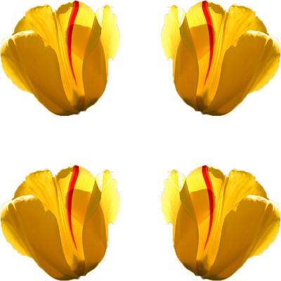 Og - Balanced Tulips - Photoshop