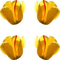 Og - Balanced Tulips - Photoshop