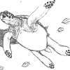 Turtles And Whales - Photoshop Drawings - By Liberty Leviner, Pencil Drawing Artist