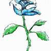 Blue Rose - Photoshop Drawings - By Liberty Leviner, Pencil Drawing Artist
