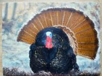 Wild Turkey - Oil Paint On Canvas Paintings - By Perry Holmes, Realism Painting Artist