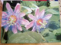 Passion Flowers - Oil Paint On Canvas Paintings - By Perry Holmes, Realism Painting Artist
