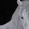 White Horse - Colored Pencil Drawings - By Emily Dewbre-Young, Traditional Drawing Artist