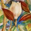 Magnolia - Watercolors Paintings - By Desi Nesh, Nature Painting Artist