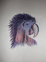 Parrot - Ink Pen Drawings - By Sara Sheehan, Shading Drawing Artist