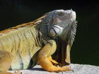 Iguana - Digital Photography - By Aura 2000, Animal Photography Artist