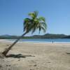 Palm Tree At The Beach In Costa Rica - Digital Photography - By Aura 2000, Nature Photography Artist