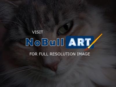 Cats - Cat Portrait - Digital
