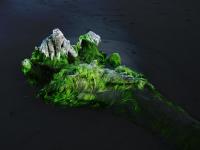 Costa Rica - Seaweed - Digital