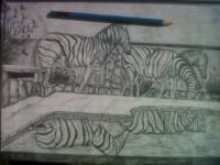 Pencil On Paper - Zebra Portrait - Pencil