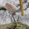 Spoonbill - Cement  Steel Sculptures - By Solomon Bassoff-Faducci, Hand Sculpted Cement Sculpture Artist