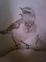 A Bird - Graphite Pencil Drawings - By Jaleel Davis, Shading Drawing Artist