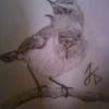 A Bird - Graphite Pencil Drawings - By Jaleel Davis, Shading Drawing Artist