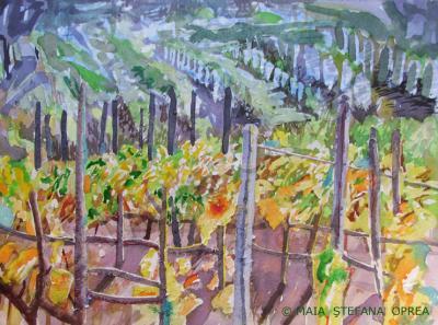 Landscape - Vineyard III - Watercolor On Paper