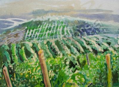 Landscape - Vineyard I - Watercolor On Paper