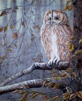Wildlife - Wise Old Owl - Acrylic On Canvas