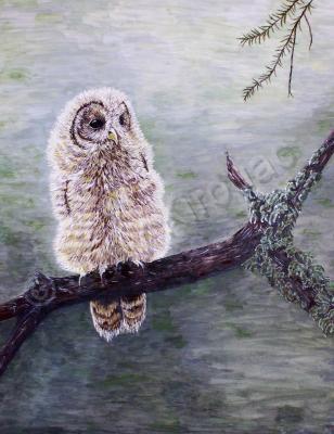 Wildlife - Young Owl - Acrylic On Canvas