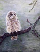 Young Owl - Acrylic On Canvas Paintings - By Judy Kirouac, Realism Painting Artist