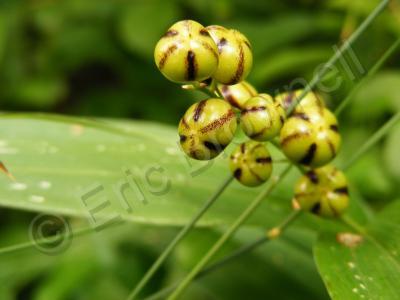 Macro Nature - Mysteriously Green - Digital