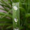 Beads Of Nature