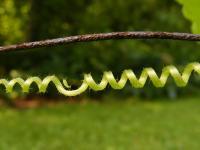 Iron Vine - Digital Photography - By Eric Brownell, Nature Photography Artist