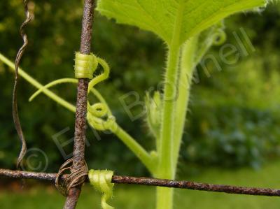 Macro Nature - Strength - Digital