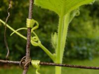 Strength - Digital Photography - By Eric Brownell, Nature Photography Artist