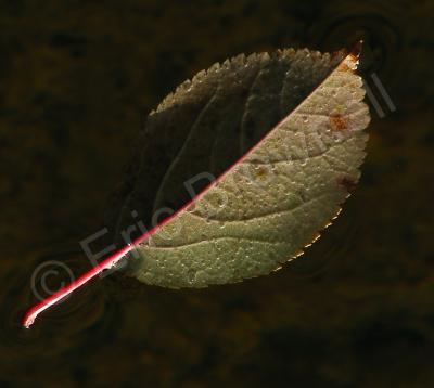 Macro Nature - Still Leaf - Digital