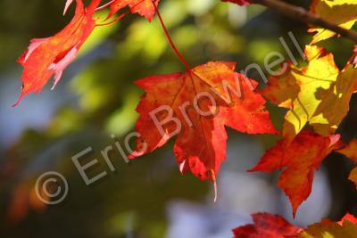 Macro Nature - The Single Red Leaf - Digital