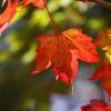 The Single Red Leaf - Digital Photography - By Eric Brownell, Nature Photography Artist
