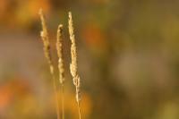 Three Of A Kind - Digital Photography - By Eric Brownell, Nature Photography Artist