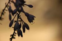 Delicate Silhouette - Digital Photography - By Eric Brownell, Nature Photography Artist