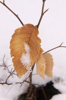 Victim Of Snow - Digital Photography - By Eric Brownell, Nature Photography Artist