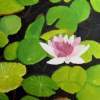 Water Lilies - Oil On Canvas Paintings - By Amateur Painter, Unknown Painting Artist