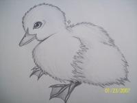 Ducky Tape - Pencil Drawings - By Gwen Opiela, Realism Drawing Artist