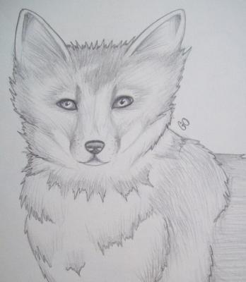 Sketch Book - Fox - Pencil