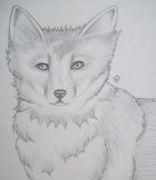 Fox - Pencil Drawings - By Gwen Opiela, Realism Drawing Artist