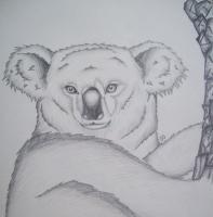 Koala - Pencil Drawings - By Gwen Opiela, Realism Drawing Artist