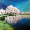 Cherry Blossoms - Pastel Paintings - By Helen Holder, Nature Painting Artist