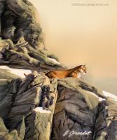 Wildlife And Nature - Cougar Perch - Watercolor