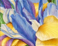 Iris - Acrylic On Canvas Paintings - By Jane Girardot, Realism Painting Artist