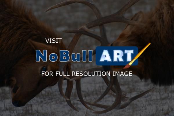 Wildlife - Bull Elk In The Rut - Digital