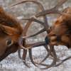 Bull Elk In The Rut