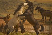Wild Mustang Stallions - Digital Photography - By Jl Woody Wooden, Horses Photography Artist