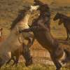 Wild Mustang Stallions - Digital Photography - By Jl Woody Wooden, Horses Photography Artist